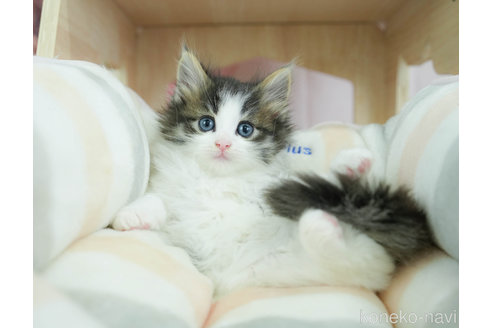 販売中の千葉県のノルウェージャンフォレストキャット-116756の6枚目